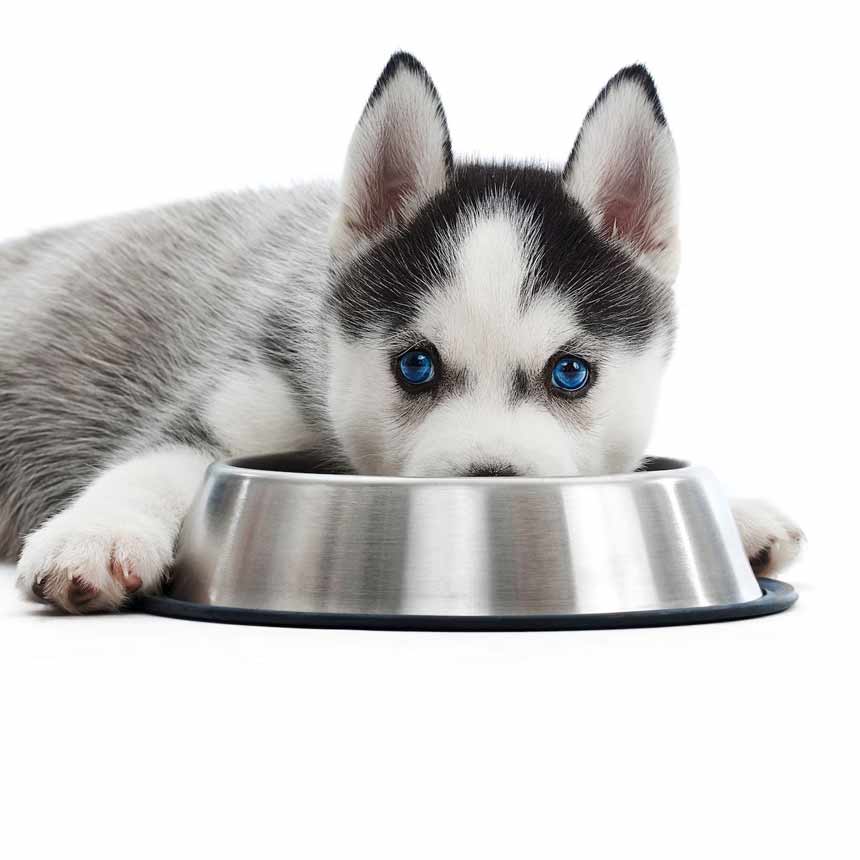 Stainless Steel Dog Bowls